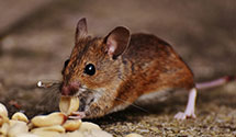 24 Hour & Emergency Exterminators in Sandy Ridge, NC